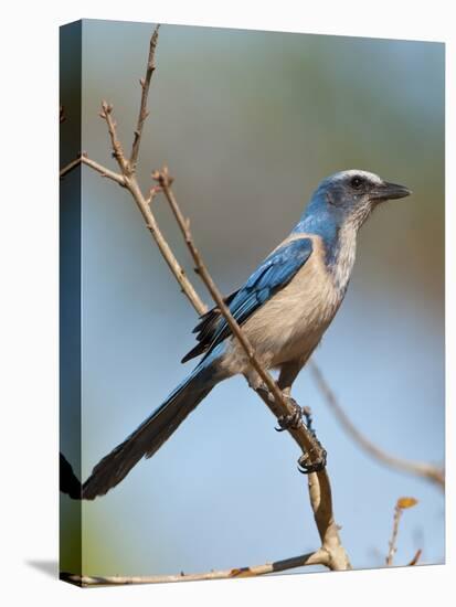 Florida Scrub Jay Perched, Oscar Scherer Sp, Osprey, Florida-Bernard Friel-Stretched Canvas