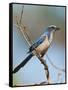 Florida Scrub Jay Perched, Oscar Scherer Sp, Osprey, Florida-Bernard Friel-Framed Stretched Canvas