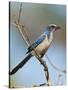 Florida Scrub Jay Perched, Oscar Scherer Sp, Osprey, Florida-Bernard Friel-Stretched Canvas