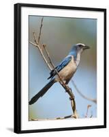 Florida Scrub Jay Perched, Oscar Scherer Sp, Osprey, Florida-Bernard Friel-Framed Premium Photographic Print