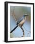 Florida Scrub Jay Perched, Oscar Scherer Sp, Osprey, Florida-Bernard Friel-Framed Photographic Print