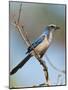 Florida Scrub Jay Perched, Oscar Scherer Sp, Osprey, Florida-Bernard Friel-Mounted Photographic Print