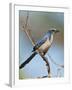 Florida Scrub Jay Perched, Oscar Scherer Sp, Osprey, Florida-Bernard Friel-Framed Photographic Print