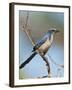 Florida Scrub Jay Perched, Oscar Scherer Sp, Osprey, Florida-Bernard Friel-Framed Photographic Print