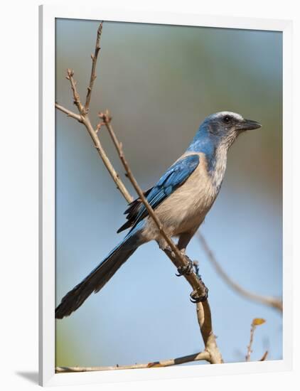 Florida Scrub Jay Perched, Oscar Scherer Sp, Osprey, Florida-Bernard Friel-Framed Photographic Print