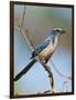 Florida Scrub Jay Perched, Oscar Scherer Sp, Osprey, Florida-Bernard Friel-Framed Photographic Print