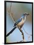 Florida Scrub Jay Perched, Oscar Scherer Sp, Osprey, Florida-Bernard Friel-Framed Photographic Print