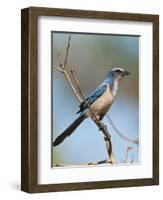 Florida Scrub Jay Perched, Oscar Scherer Sp, Osprey, Florida-Bernard Friel-Framed Photographic Print