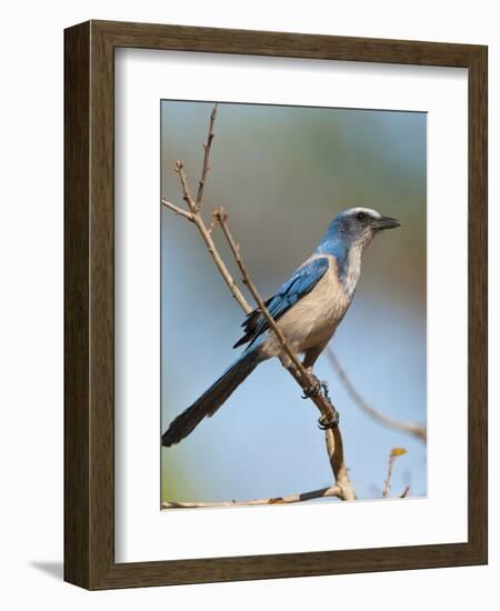 Florida Scrub Jay Perched, Oscar Scherer Sp, Osprey, Florida-Bernard Friel-Framed Photographic Print