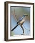 Florida Scrub Jay Perched, Oscar Scherer Sp, Osprey, Florida-Bernard Friel-Framed Photographic Print