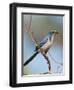 Florida Scrub Jay Perched, Oscar Scherer Sp, Osprey, Florida-Bernard Friel-Framed Photographic Print