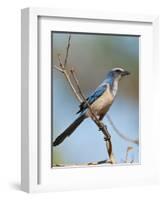 Florida Scrub Jay Perched, Oscar Scherer Sp, Osprey, Florida-Bernard Friel-Framed Photographic Print