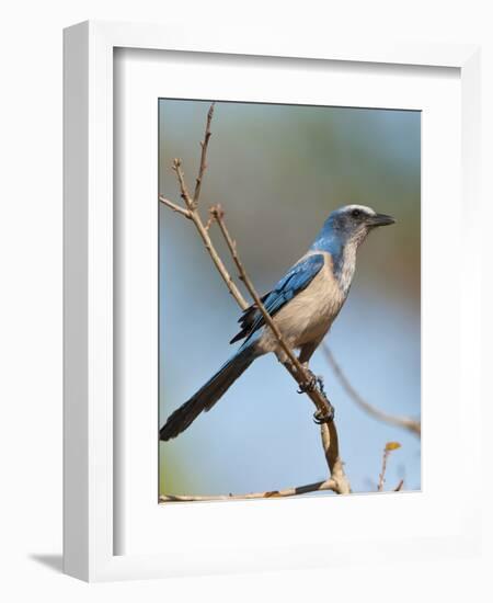 Florida Scrub Jay Perched, Oscar Scherer Sp, Osprey, Florida-Bernard Friel-Framed Photographic Print