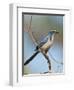 Florida Scrub Jay Perched, Oscar Scherer Sp, Osprey, Florida-Bernard Friel-Framed Photographic Print