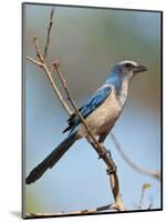 Florida Scrub Jay Perched, Oscar Scherer Sp, Osprey, Florida-Bernard Friel-Mounted Photographic Print