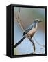 Florida Scrub Jay Perched, Oscar Scherer Sp, Osprey, Florida-Bernard Friel-Framed Stretched Canvas