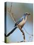 Florida Scrub Jay Perched, Oscar Scherer Sp, Osprey, Florida-Bernard Friel-Stretched Canvas