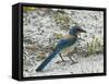 Florida Scrub Jay-JerryD-Framed Stretched Canvas