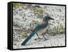 Florida Scrub Jay-JerryD-Framed Stretched Canvas