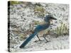 Florida Scrub Jay-JerryD-Stretched Canvas