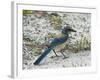 Florida Scrub Jay-JerryD-Framed Photographic Print