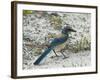 Florida Scrub Jay-JerryD-Framed Photographic Print