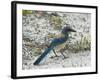 Florida Scrub Jay-JerryD-Framed Photographic Print