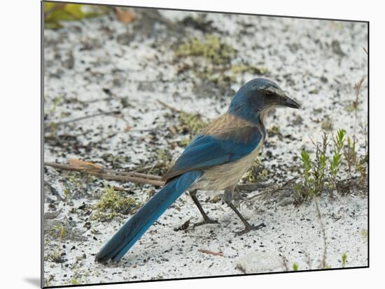 Florida Scrub Jay-JerryD-Mounted Photographic Print