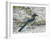 Florida Scrub Jay-JerryD-Framed Photographic Print