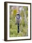 Florida ScrubJay (Aphelocoma coerulescens) Cruickshank Sanctuary, Brevard County, Florida-Richard & Susan Day-Framed Photographic Print