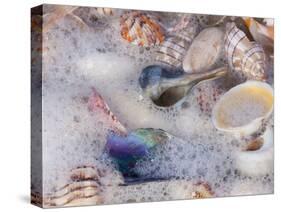 Florida Shells in Surf-Lynn M^ Stone-Stretched Canvas