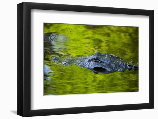 Florida, St. Augustine, Alligator in the Rookery at the Alligator Farm-Joanne Wells-Framed Photographic Print