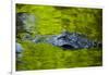 Florida, St. Augustine, Alligator in the Rookery at the Alligator Farm-Joanne Wells-Framed Photographic Print