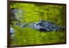 Florida, St. Augustine, Alligator in the Rookery at the Alligator Farm-Joanne Wells-Framed Photographic Print