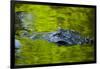 Florida, St. Augustine, Alligator in the Rookery at the Alligator Farm-Joanne Wells-Framed Photographic Print