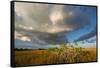 Florida. Sunset on Red Mangroves in Everglades National Park-Judith Zimmerman-Framed Stretched Canvas