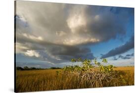 Florida. Sunset on Red Mangroves in Everglades National Park-Judith Zimmerman-Stretched Canvas
