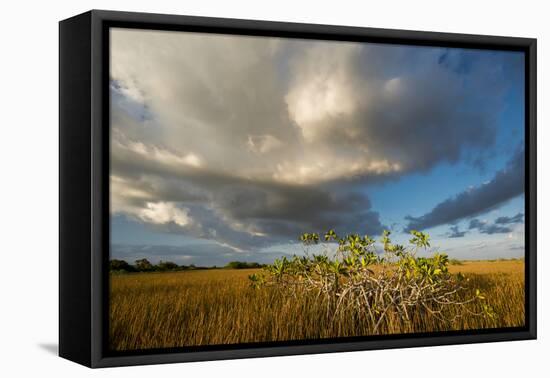 Florida. Sunset on Red Mangroves in Everglades National Park-Judith Zimmerman-Framed Stretched Canvas