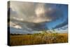 Florida. Sunset on Red Mangroves in Everglades National Park-Judith Zimmerman-Stretched Canvas