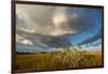 Florida. Sunset on Red Mangroves in Everglades National Park-Judith Zimmerman-Framed Premium Photographic Print