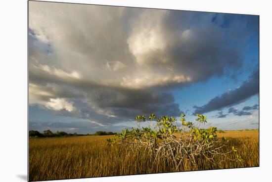 Florida. Sunset on Red Mangroves in Everglades National Park-Judith Zimmerman-Mounted Premium Photographic Print