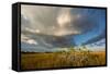 Florida. Sunset on Red Mangroves in Everglades National Park-Judith Zimmerman-Framed Stretched Canvas