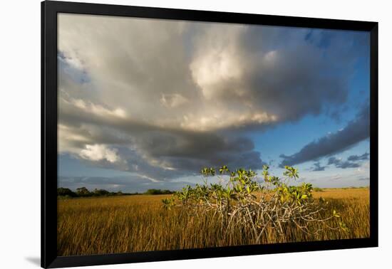 Florida. Sunset on Red Mangroves in Everglades National Park-Judith Zimmerman-Framed Photographic Print