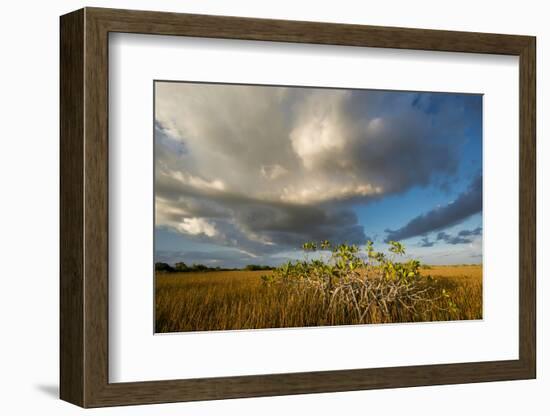 Florida. Sunset on Red Mangroves in Everglades National Park-Judith Zimmerman-Framed Photographic Print