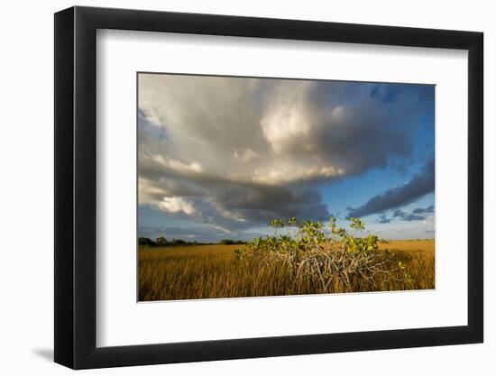 Florida. Sunset on Red Mangroves in Everglades National Park-Judith Zimmerman-Framed Photographic Print