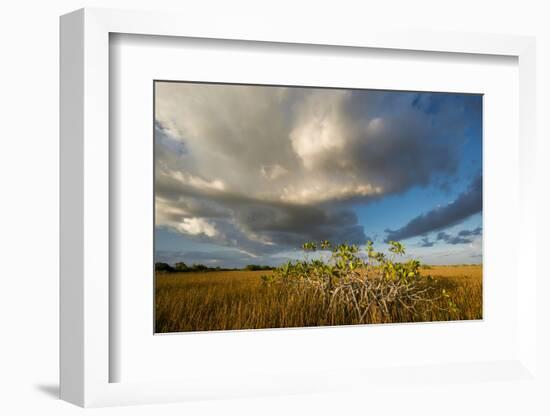 Florida. Sunset on Red Mangroves in Everglades National Park-Judith Zimmerman-Framed Photographic Print