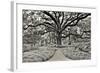 Florida Tree-PHBurchett-Framed Photographic Print