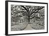 Florida Tree-PHBurchett-Framed Photographic Print