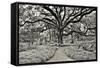 Florida Tree-PHBurchett-Framed Stretched Canvas