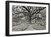 Florida Tree-PHBurchett-Framed Photographic Print